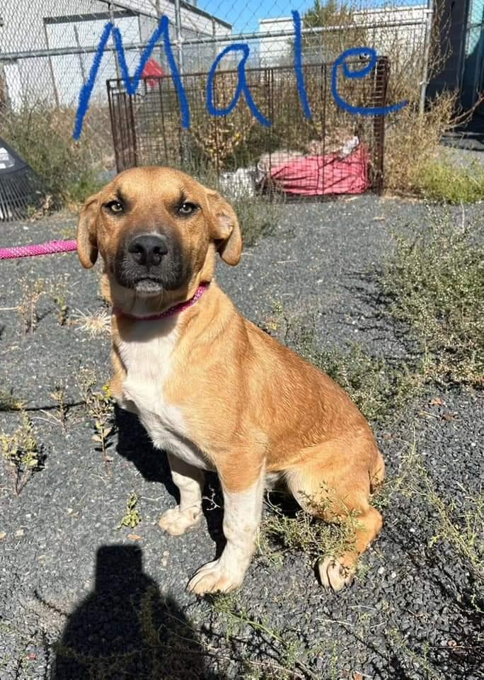 Treat, an adoptable Mixed Breed in Holbrook, AZ, 86025 | Photo Image 1