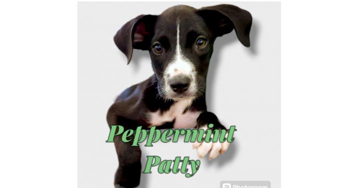 Peppermint Patty - Fee Reduced 5