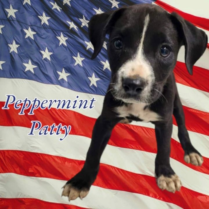 Peppermint Patty - Fee Reduced 6