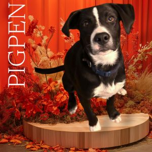 Pigpen - Fee Reduced