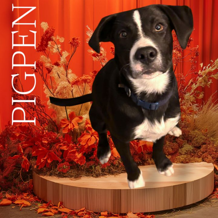 Pigpen - Fee Reduced 1