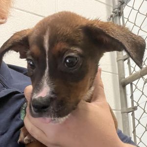 GODIVA Hound Dog