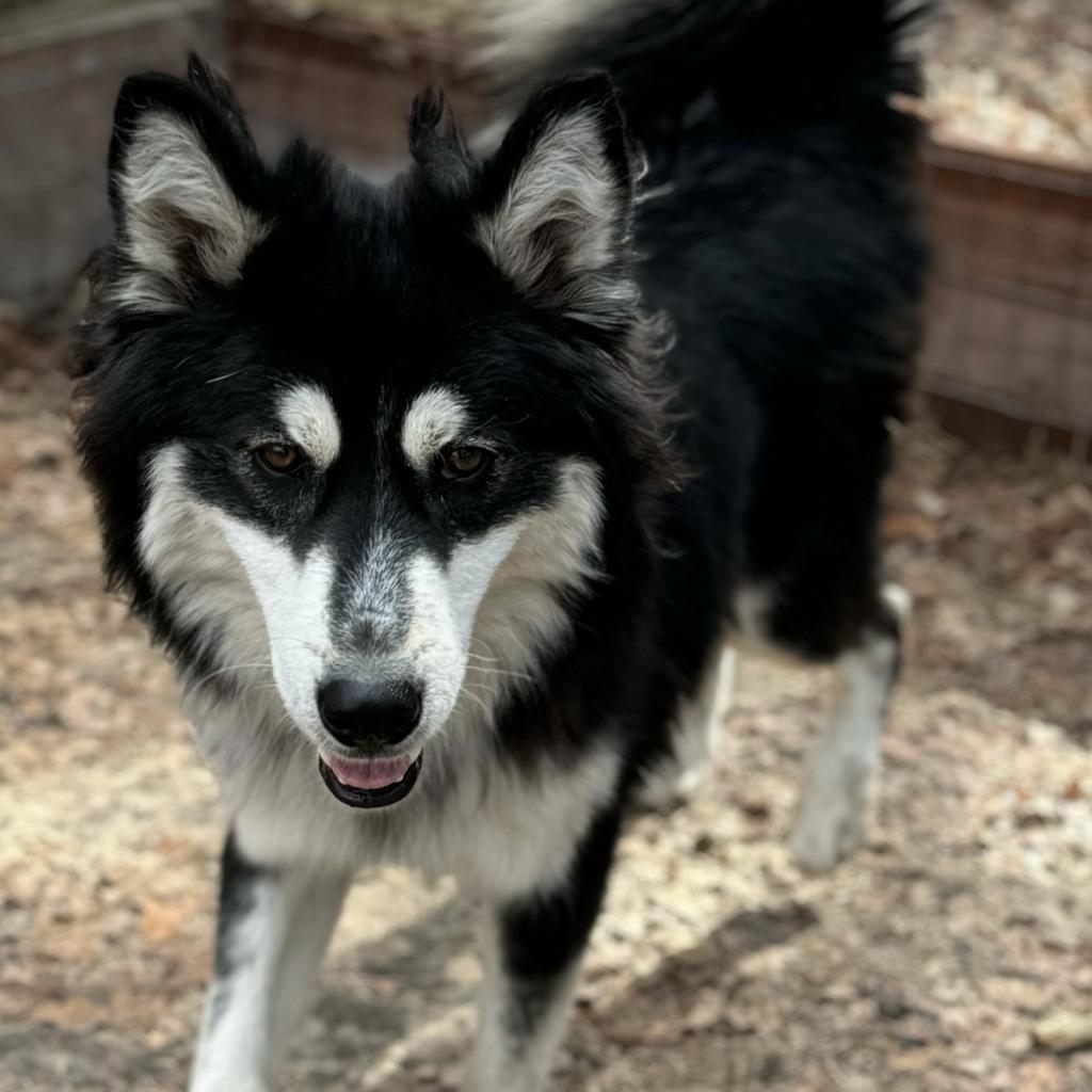 Bandit