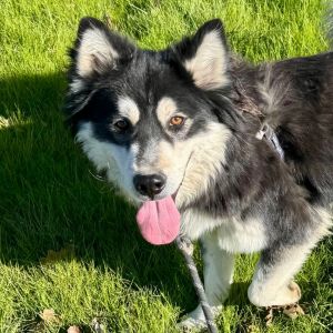 Bandit, Adult Male Siberian Husky