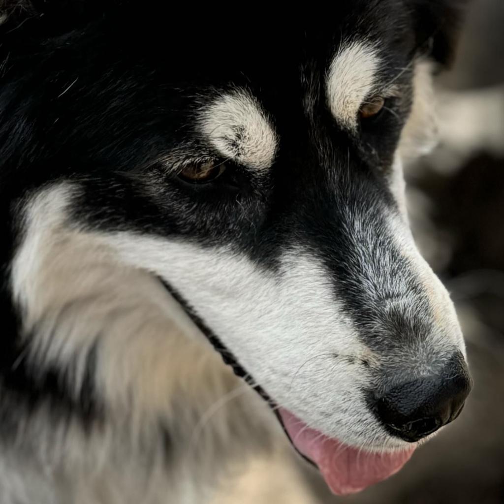 Bandit