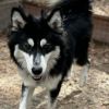 Bandit photo 4