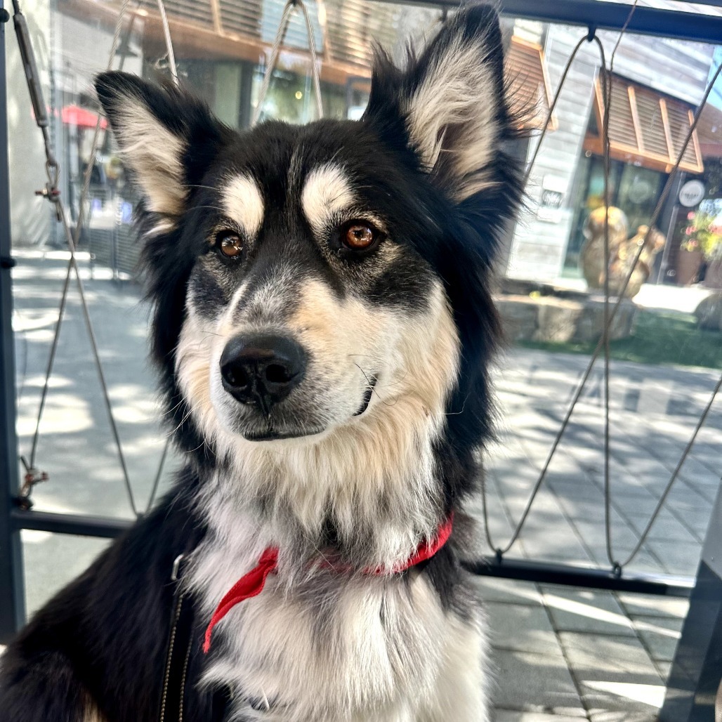 Bandit