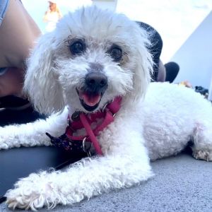 Crystal Chorus, Senior Female Poodle