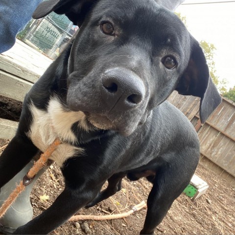 Bullet, an adoptable American Staffordshire Terrier in Mount Shasta, CA, 96067 | Photo Image 1