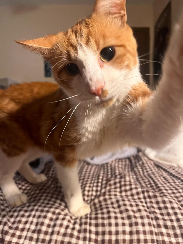 Jonesy, an adoptable Domestic Short Hair in Emporia, KS, 66801 | Photo Image 1