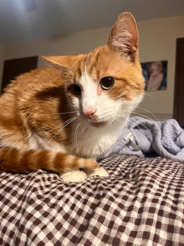 Jonesy, an adoptable Domestic Short Hair in Emporia, KS, 66801 | Photo Image 2