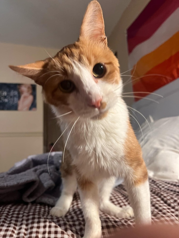 Jonesy, an adoptable Domestic Short Hair in Emporia, KS, 66801 | Photo Image 3