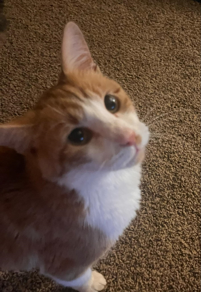 Jonesy, an adoptable Domestic Short Hair in Emporia, KS, 66801 | Photo Image 4