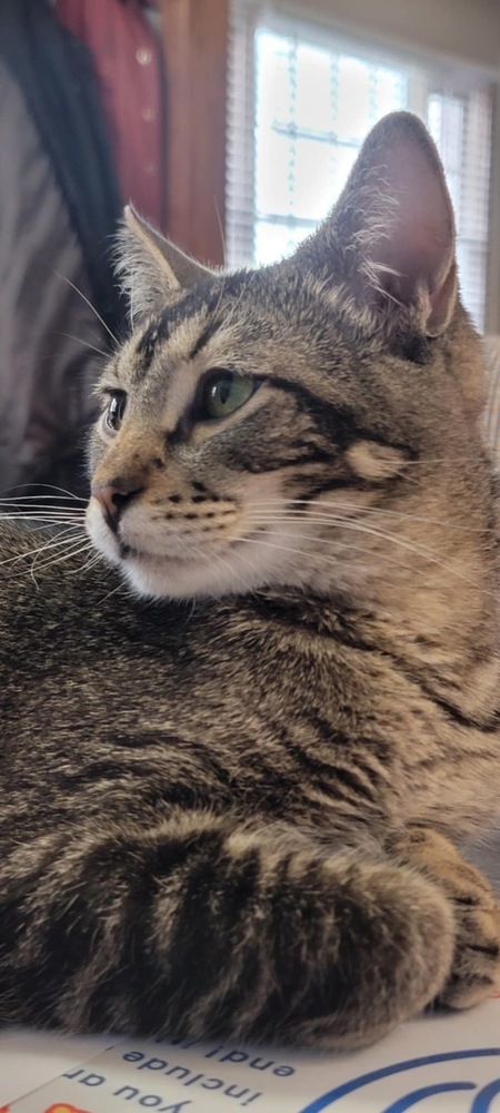 Bodhi, an adoptable Domestic Short Hair in Emporia, KS, 66801 | Photo Image 1