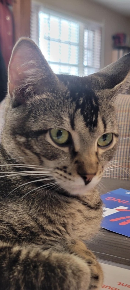 Bodhi, an adoptable Domestic Short Hair in Emporia, KS, 66801 | Photo Image 2
