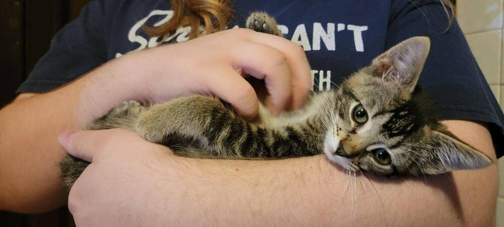 Bodhi, an adoptable Domestic Short Hair in Emporia, KS, 66801 | Photo Image 3