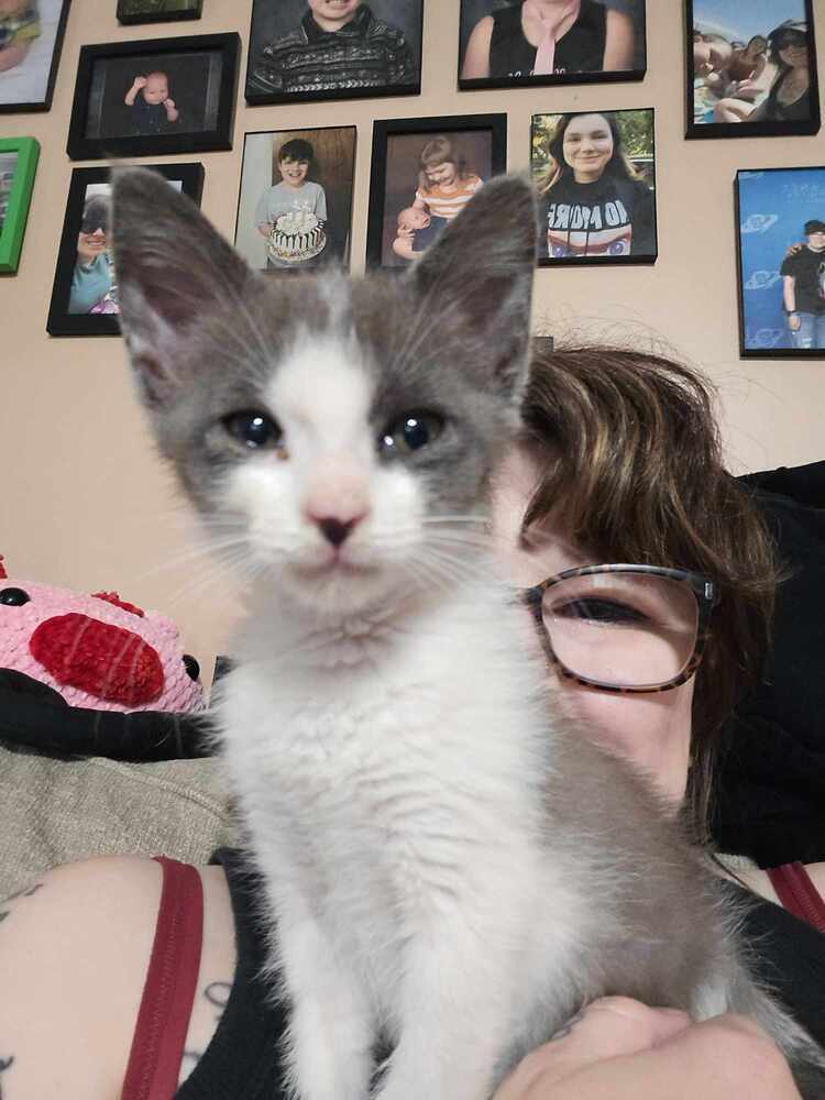 Douglas, an adoptable Domestic Short Hair in Emporia, KS, 66801 | Photo Image 2