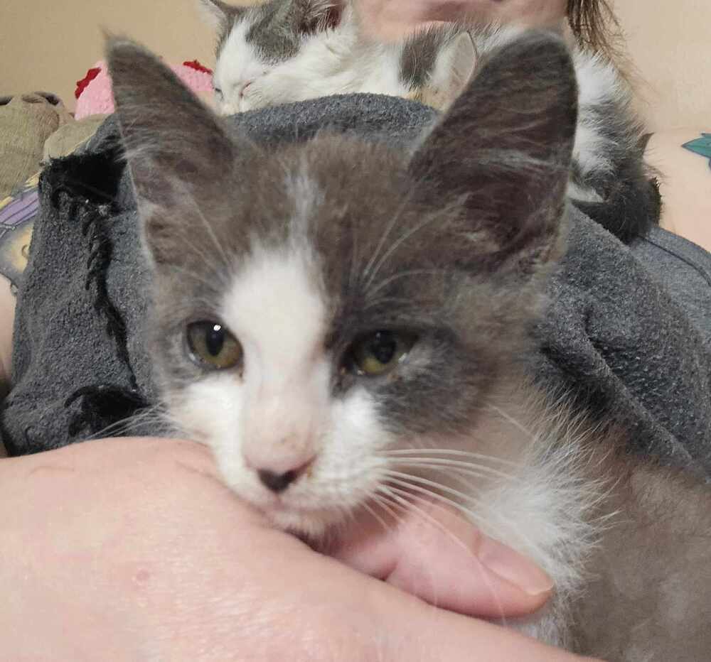 Douglas, an adoptable Domestic Short Hair in Emporia, KS, 66801 | Photo Image 5