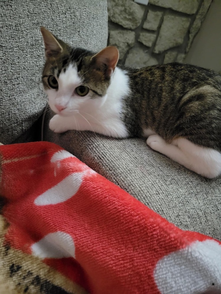 Matilda, an adoptable Domestic Short Hair in Emporia, KS, 66801 | Photo Image 3