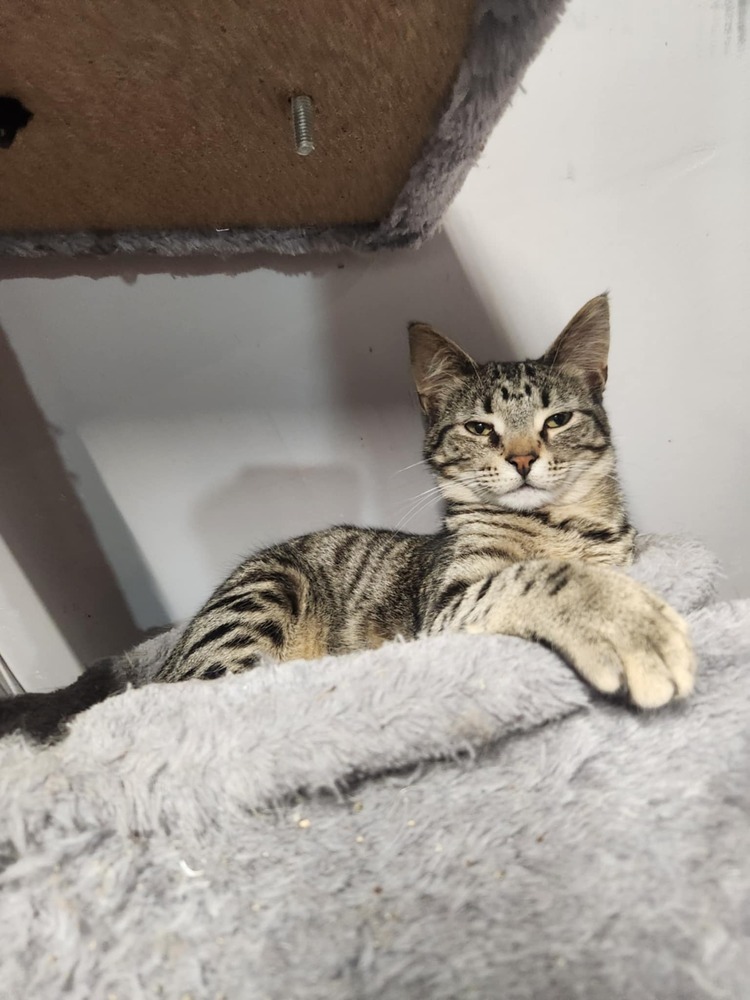 Penelope, an adoptable Domestic Short Hair in Emporia, KS, 66801 | Photo Image 1