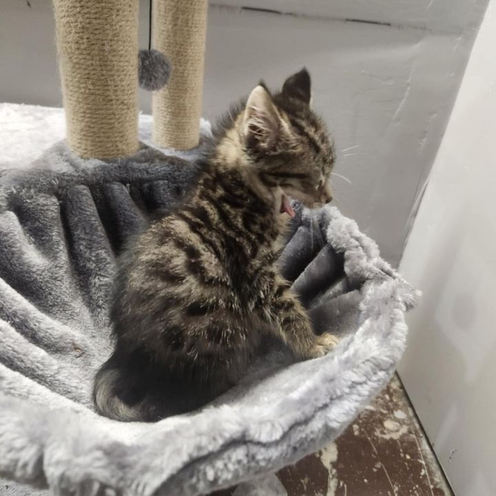 Penelope 3