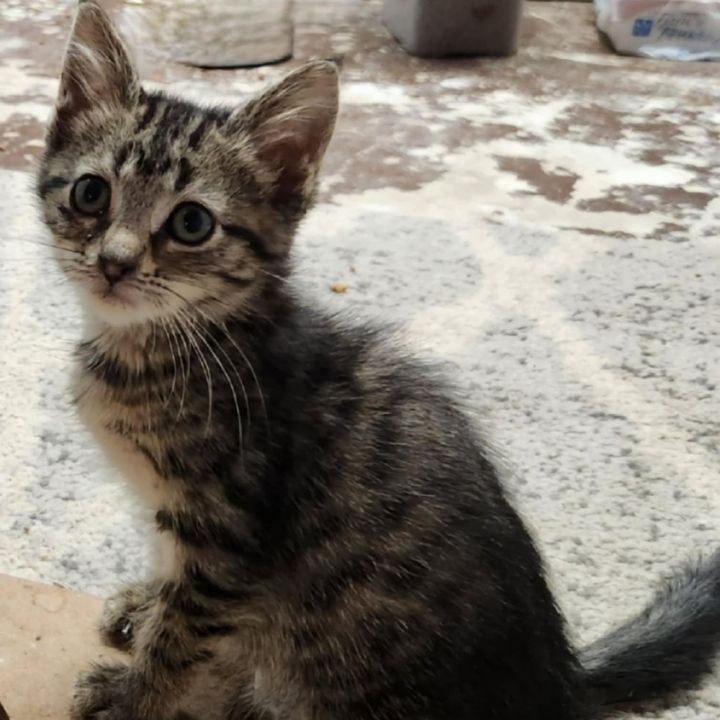 Penelope 4