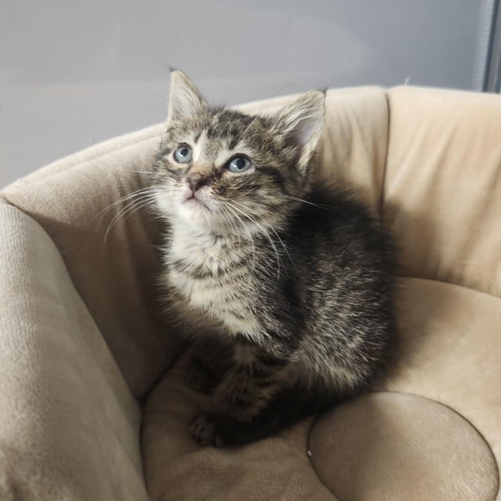 Penelope, an adoptable Domestic Short Hair in Emporia, KS, 66801 | Photo Image 5