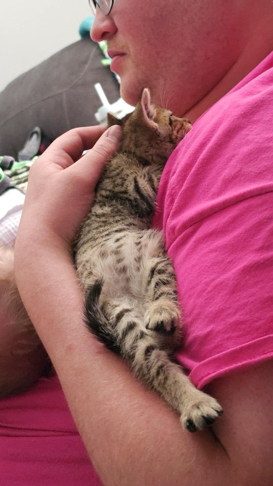 Clemen, an adoptable Domestic Short Hair in Emporia, KS, 66801 | Photo Image 3