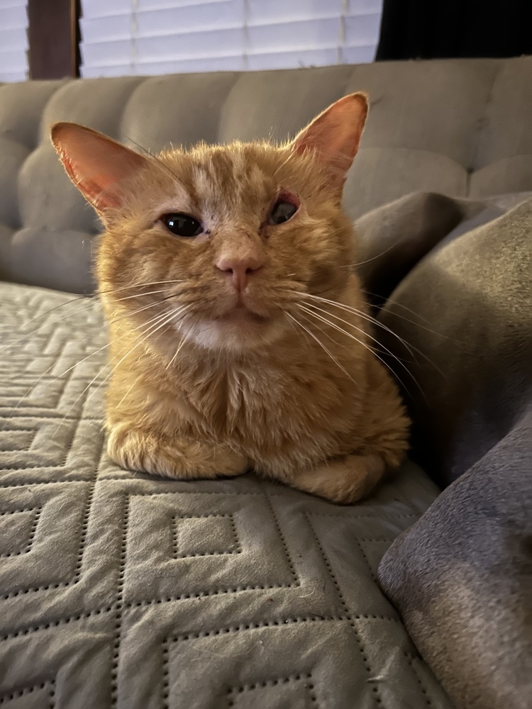 JJ, an adoptable Domestic Short Hair in Emporia, KS, 66801 | Photo Image 1