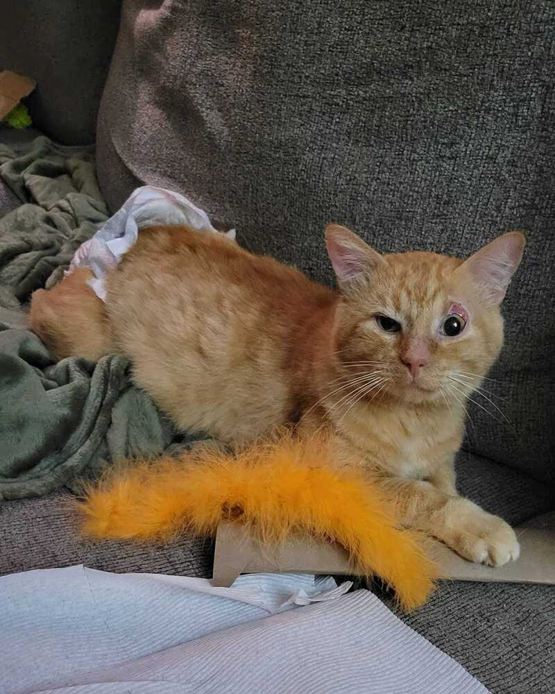 JJ, an adoptable Domestic Short Hair in Emporia, KS, 66801 | Photo Image 2