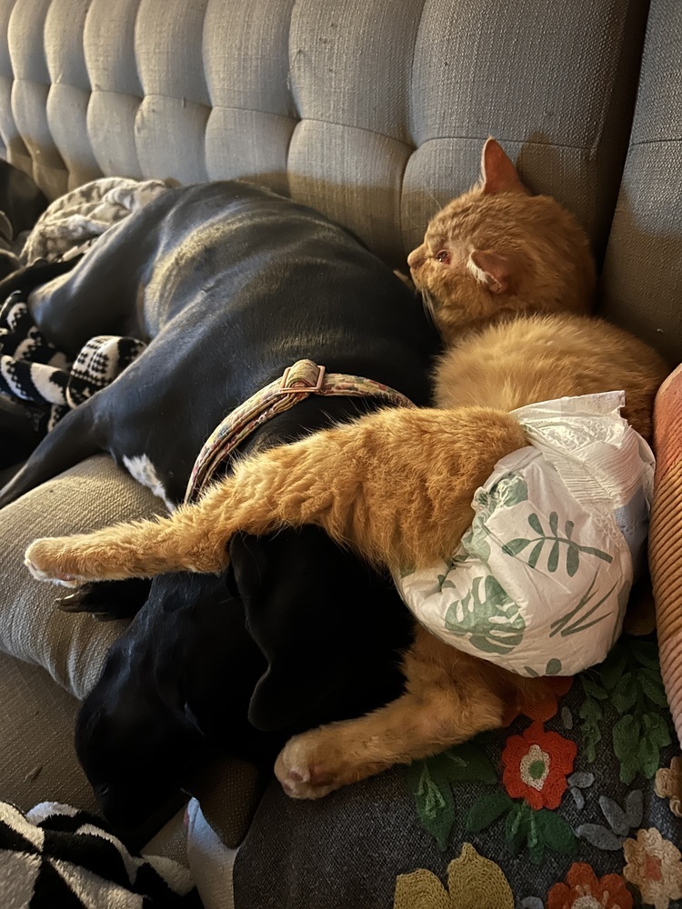 JJ, an adoptable Domestic Short Hair in Emporia, KS, 66801 | Photo Image 3