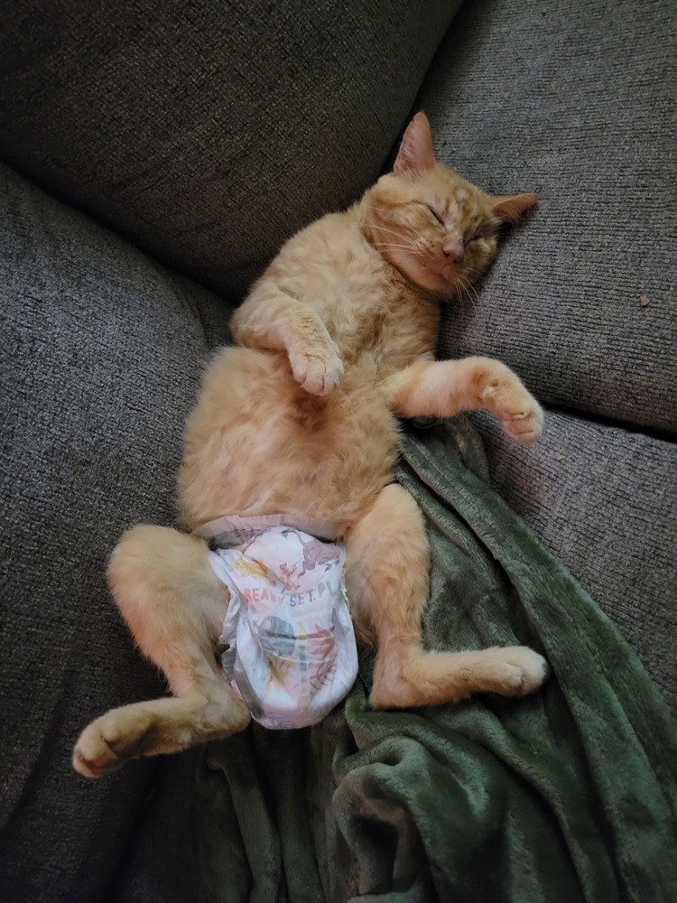 JJ, an adoptable Domestic Short Hair in Emporia, KS, 66801 | Photo Image 4