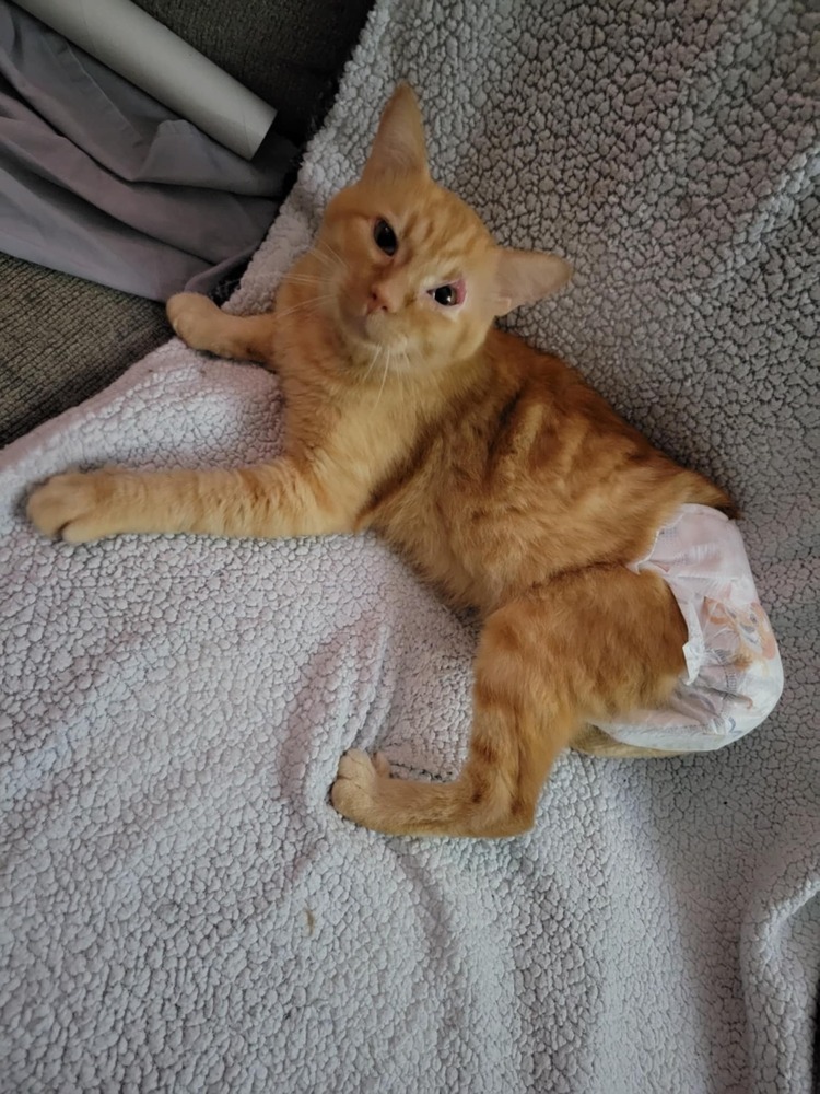 JJ, an adoptable Domestic Short Hair in Emporia, KS, 66801 | Photo Image 5