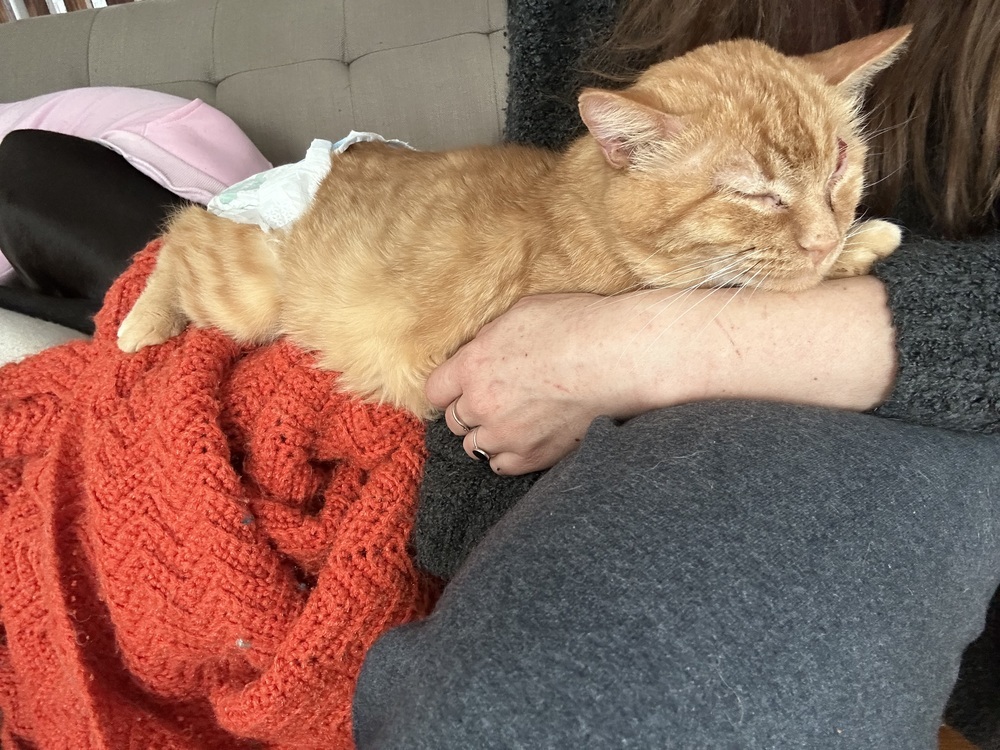 JJ, an adoptable Domestic Short Hair in Emporia, KS, 66801 | Photo Image 6