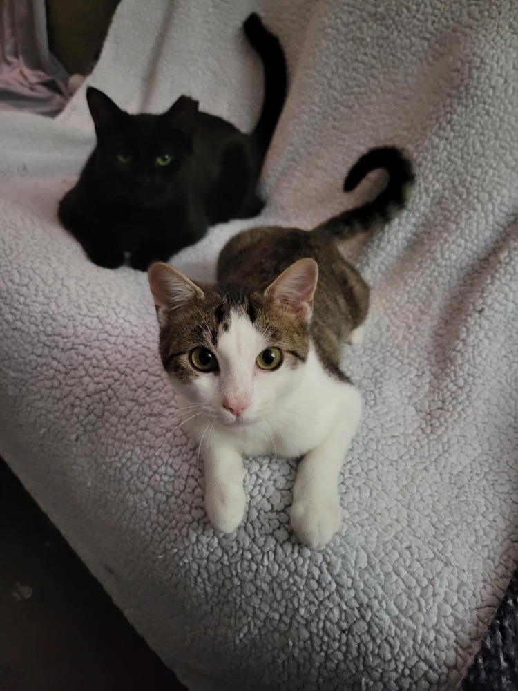 Angelica, an adoptable Domestic Short Hair in Emporia, KS, 66801 | Photo Image 2
