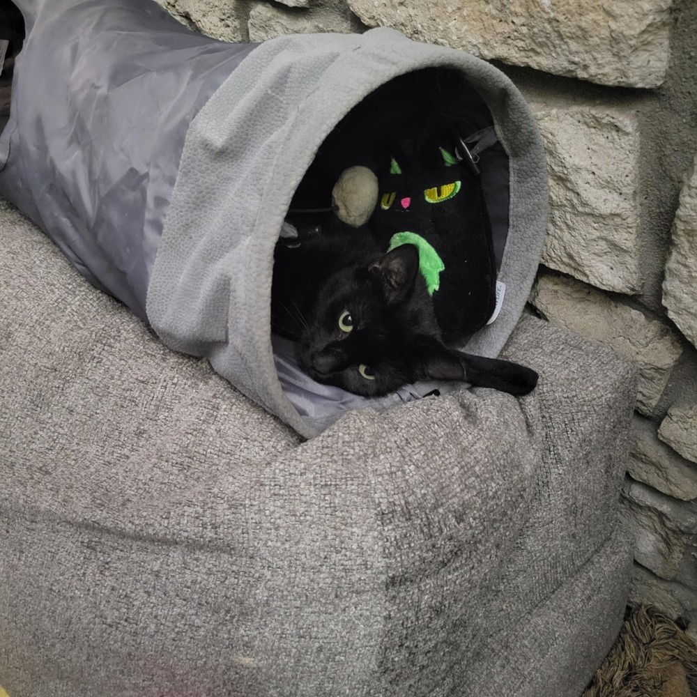 Angelica, an adoptable Domestic Short Hair in Emporia, KS, 66801 | Photo Image 3