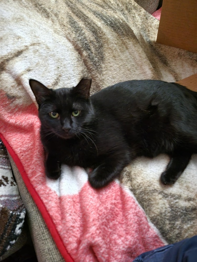Angelica, an adoptable Domestic Short Hair in Emporia, KS, 66801 | Photo Image 5