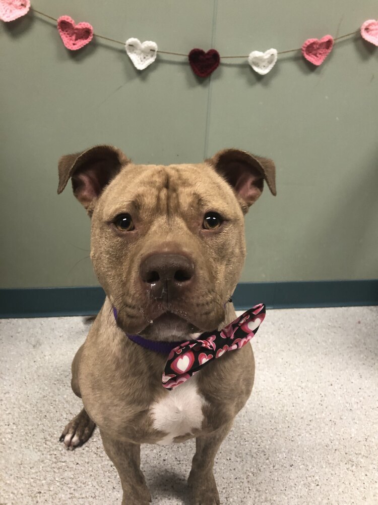 Ruger, an adoptable Mixed Breed in Houghton, MI, 49931 | Photo Image 1