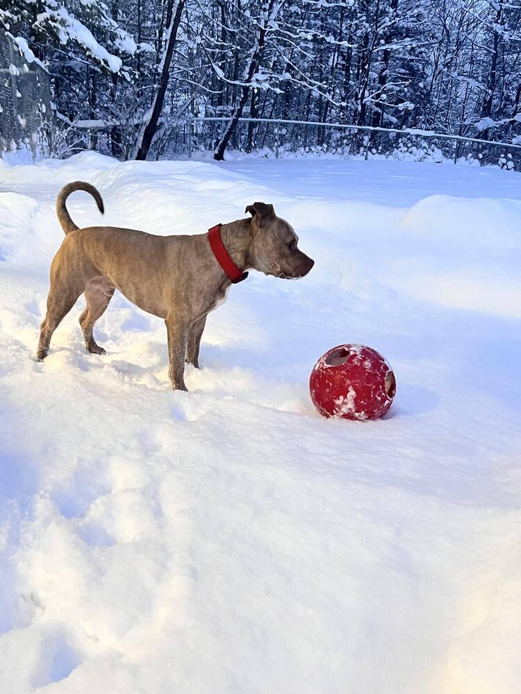 Ruger, an adoptable Mixed Breed in Houghton, MI, 49931 | Photo Image 2