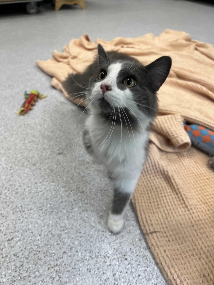 Snedgie, an adoptable Domestic Long Hair in Houghton, MI, 49931 | Photo Image 1