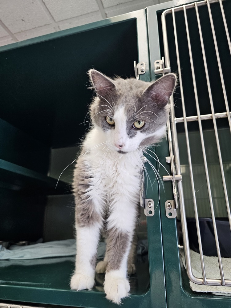 Snedgie, an adoptable Domestic Long Hair in Houghton, MI, 49931 | Photo Image 2