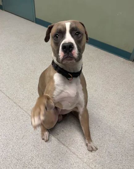 Bob, an adoptable Mixed Breed in Houghton, MI, 49931 | Photo Image 1