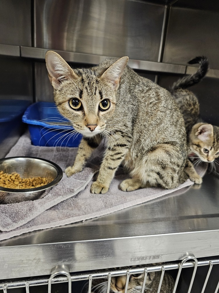 Corduroy, an adoptable Domestic Short Hair in Houghton, MI, 49931 | Photo Image 1