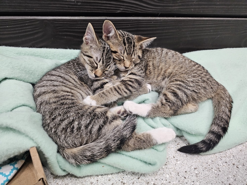 Magnet, an adoptable Domestic Short Hair in Houghton, MI, 49931 | Photo Image 1