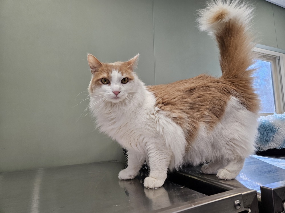 Poof, an adoptable Domestic Medium Hair in Houghton, MI, 49931 | Photo Image 1