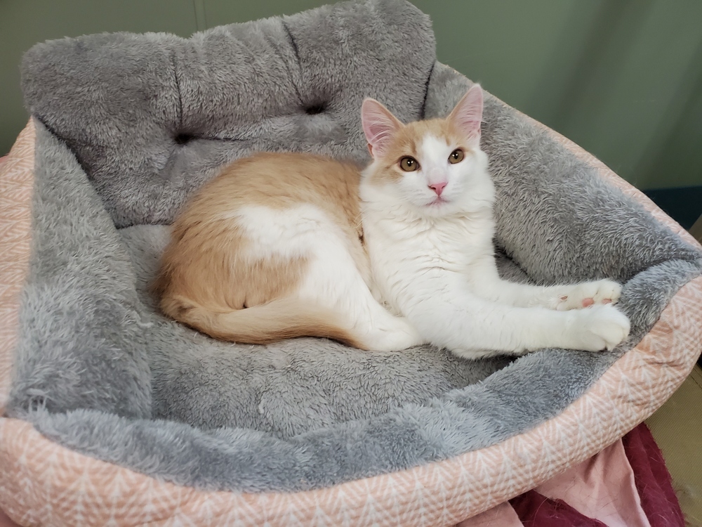 Poof, an adoptable Domestic Medium Hair in Houghton, MI, 49931 | Photo Image 2