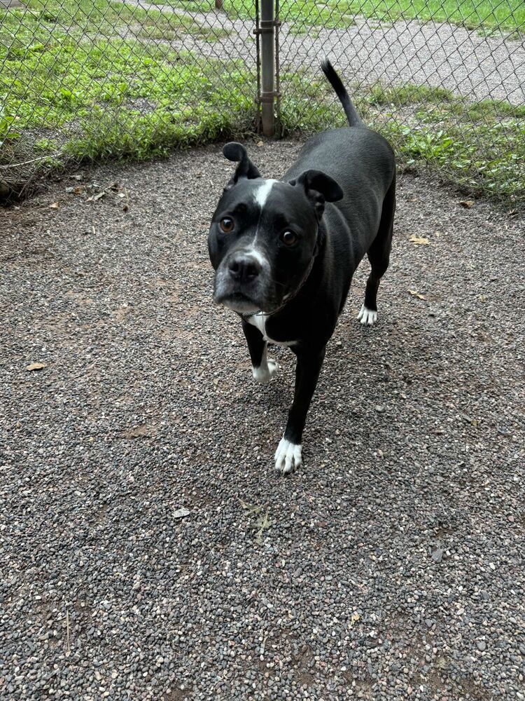 Buddy, an adoptable Mixed Breed in Houghton, MI, 49931 | Photo Image 2