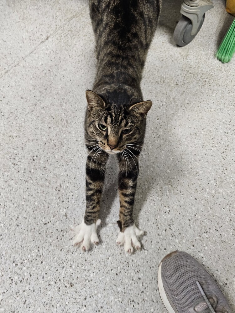 Dungarees, an adoptable Domestic Short Hair in Houghton, MI, 49931 | Photo Image 1