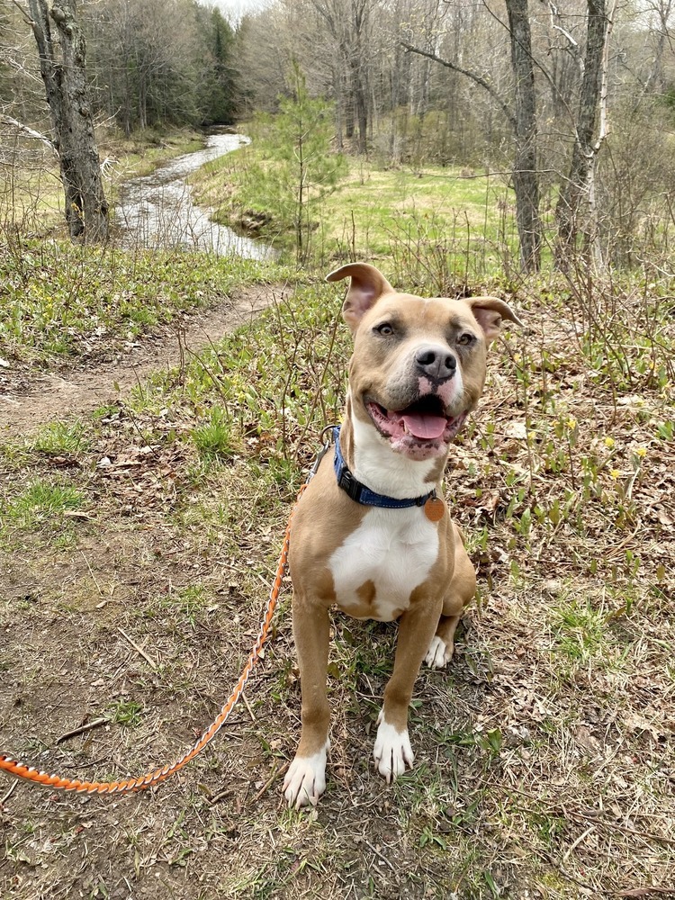 Moo, an adoptable Mixed Breed in Houghton, MI, 49931 | Photo Image 1