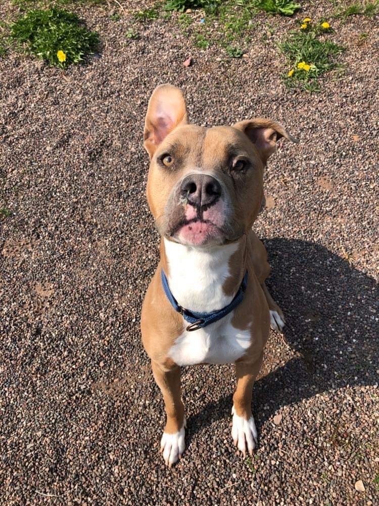 Moo, an adoptable Mixed Breed in Houghton, MI, 49931 | Photo Image 2